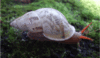 Land snail superfamily Orthalicoidea